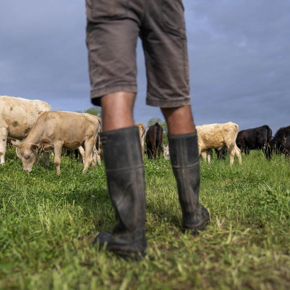 Eat grass-fed beef, help the planet? Research says not so simple